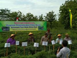 PANEN RAYA TANI MUDO MULYO DADI