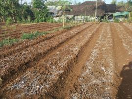 BERCOCOK TANAM BAWANG MERAH SEBUAH UJI COBA