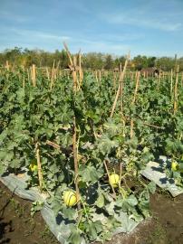 BUDI DAYA MELON DI SUDIMORO SEBUAH UJI COBA