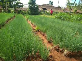 PETANI MUDA MULYO DADI MULAI PANEN BAWANG MERAH