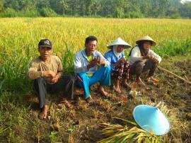 PETANI DESA KELOR TELAH SELESAI MENANAM PADI DI MT II