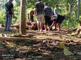PENYEMBELIHAN HEWAN QURBAN HARI KE DUA