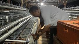 BUMDes Bina Sejahtera Kelor Lakukan Pengisian 1.000 Ayam Petelur, Tandai Pelepasan Perdana Usaha Pet