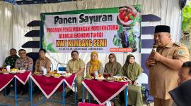 KWT Kembang Semi Kelor Gelar Panen Sayuran Program Pengembangan Hortikultura
