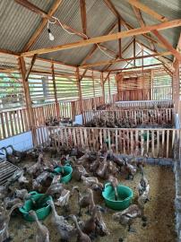 Budidaya Bebek Lumbung Mataraman Desa Kelor, Kembangkan Potensi Peternakan untuk Ketahanan Pangan
